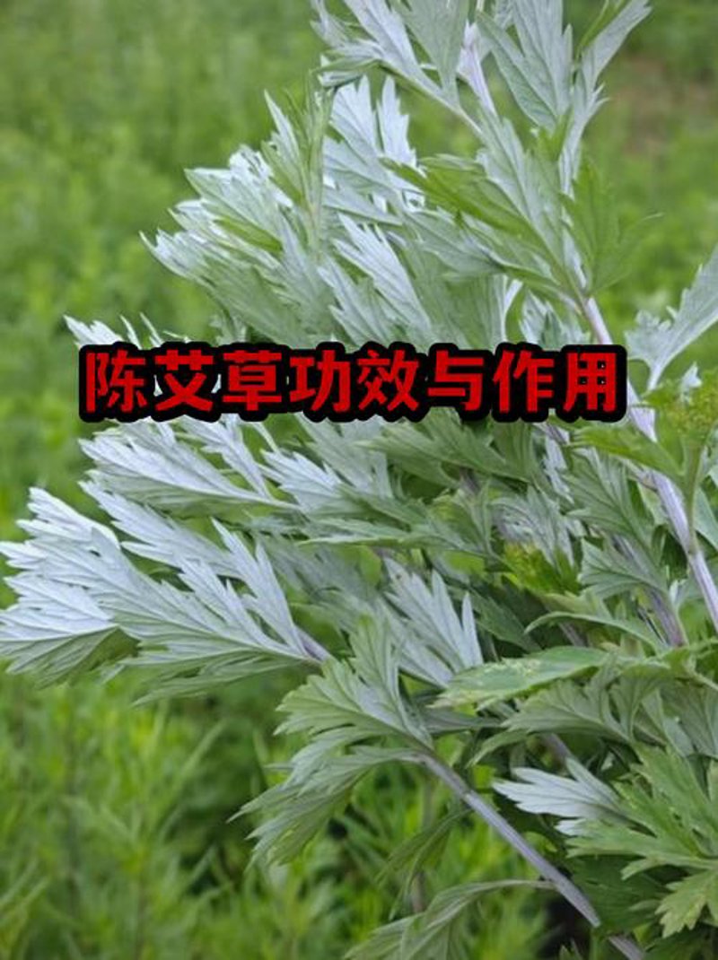 艾灸柱：中医治疗的未来方向